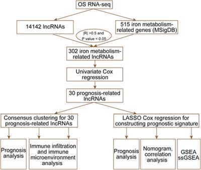 Identification of an Iron Metabolism-Related lncRNA Signature for Predicting Osteosarcoma Survival and Immune Landscape